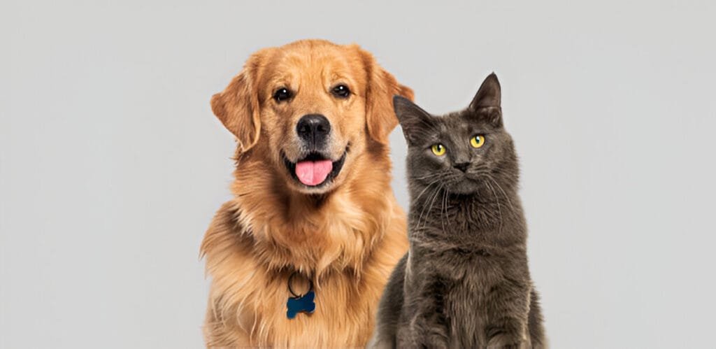 PET