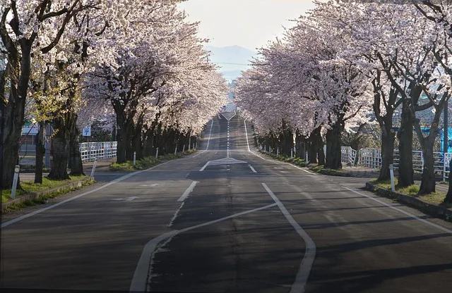 cherry-blossoms-japan